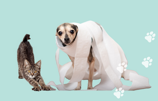 Improving Your Pet's Bladder Health