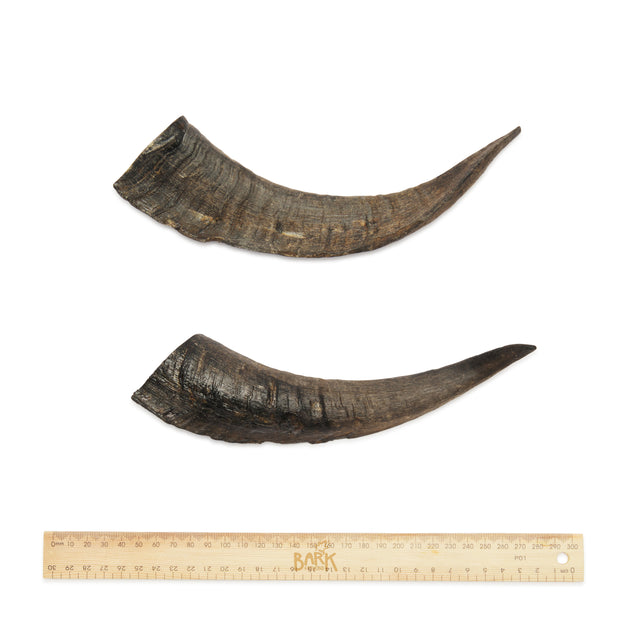 Bark & Beyond Goat Horn Dog Treats